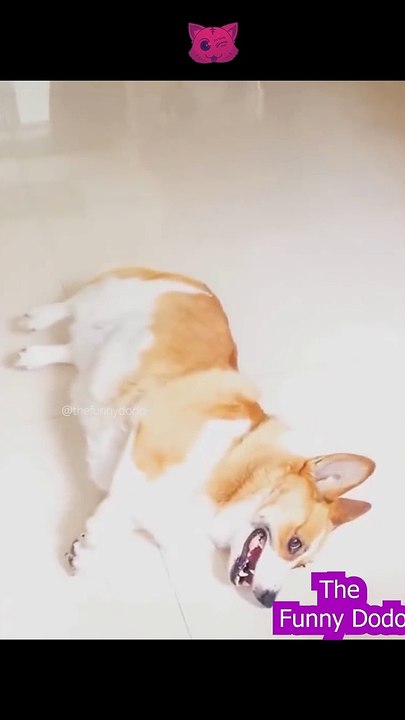 Funniest animal video ever 2022 #shorts #animals #cat #funnyanimals #dog