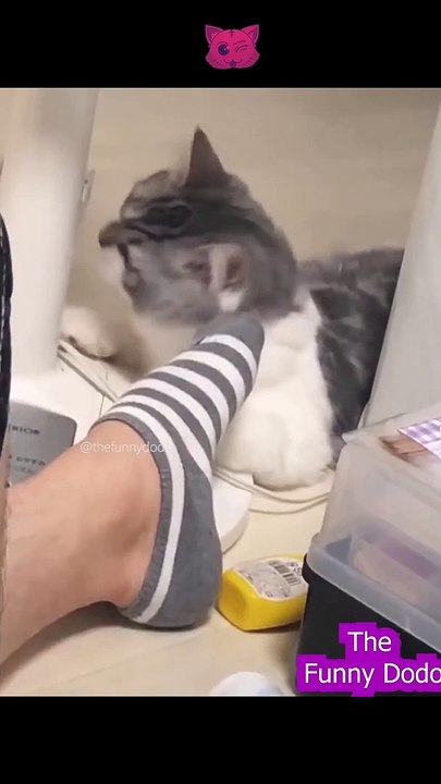 Funniest animal video ever 2022 #shorts #animals #cat #funnyanimals #dog