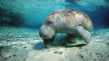 This Magical Florida Town Is the Only Place in the U.S. Where You Can Swim with Manatees