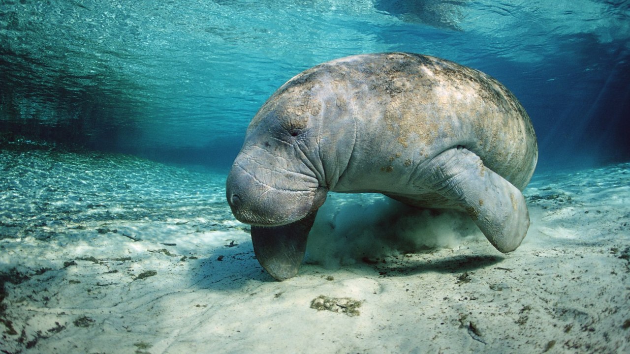 This Magical Florida Town Is the Only Place in...