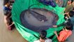 Video shows fishermen pulling out a 13-foot stingray, the world's largest freshwater fish