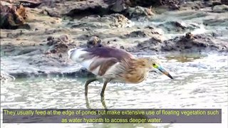 Indian Pond Heron Foods and Feeding Habits