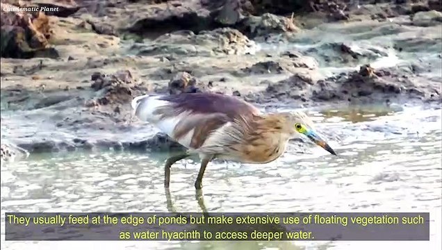 Indian Pond Heron Foods and Feeding Habits