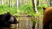 Mama Bear and Cub Enjoy Dip in Lake Tahoe Pond