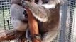 Baby Koala Unhappy When Buddy Sits on Her at South Australia Rescue Centre
