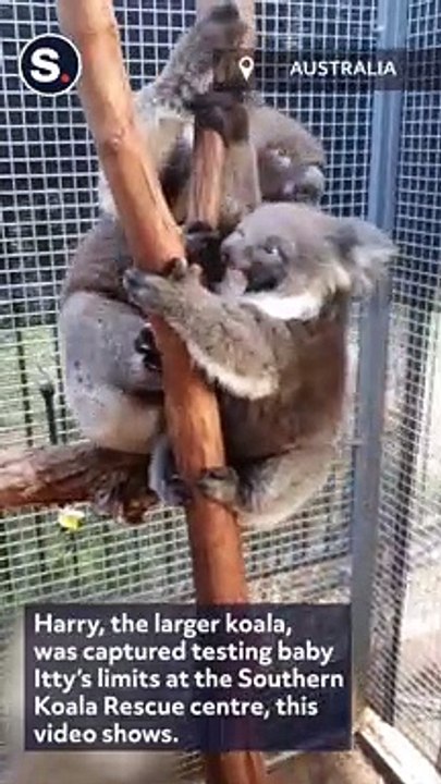 Baby Koala Unhappy When Buddy Sits on Her at South Australia Rescue Centre
