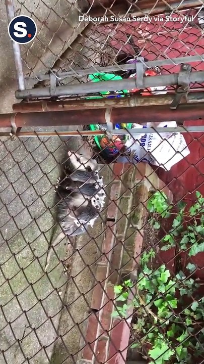Opossum Babies Hitch Ride on Mom's Back in Pennsylvania Backyard