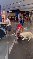 Precious Golden Doesn't Like Escalators and Needs His Human's Help