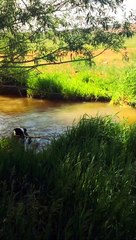 Boarder Collie Plays Fetch With Itself