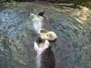 Jeu de loutres de mer