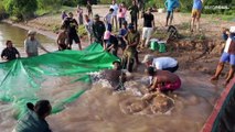 شاهد: أكبر أسماك المياه العذبة.. كمبودي يستخرج سمكة 