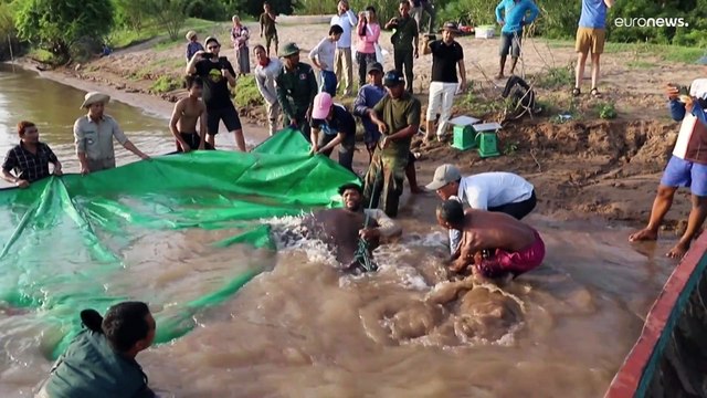 شاهد: أكبر أسماك المياه العذبة.. كمبودي يستخرج سمكة راي تزن 300 كلغ من نهر الميكونغ