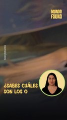 ¡Los ojos más grandes del reino animal!