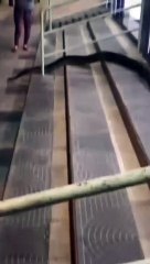 Homem passeia com cobra