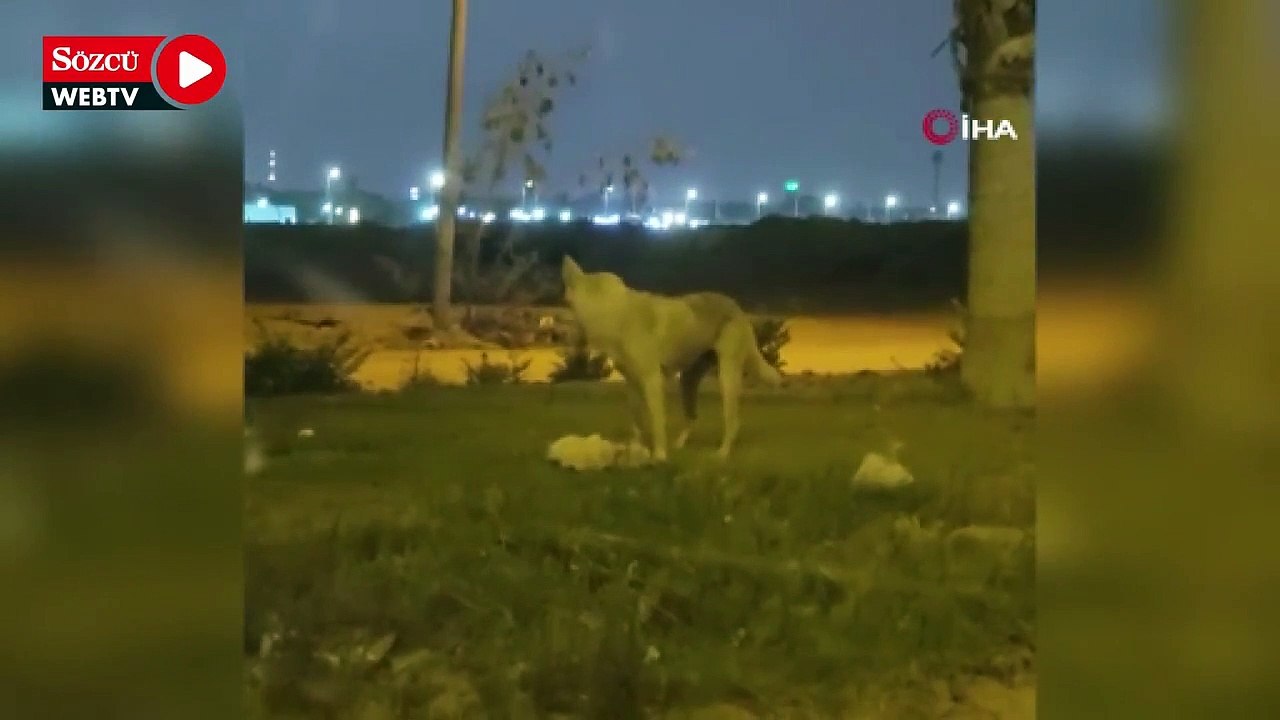 Köpek yol ortasındaki ölü kediyi taşıyarak gömdü, o anlar kameraya yansıdı