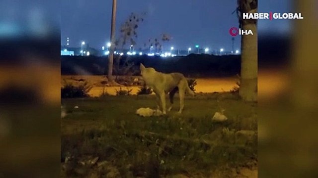 Mısır'da yol ortasında yatan ölü kediyi gömen köpek, sosyal medyada gündem oldu