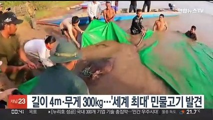 길이 4ｍ·무게 300㎏…캄보디아서 세계 최대 민물고기 발견