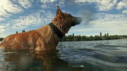 Fun dog very fun