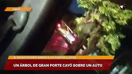 Un árbol de gran porte cayó sobre un auto