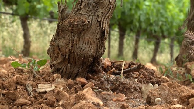 Heatwave, drought affecting grape harvest in France