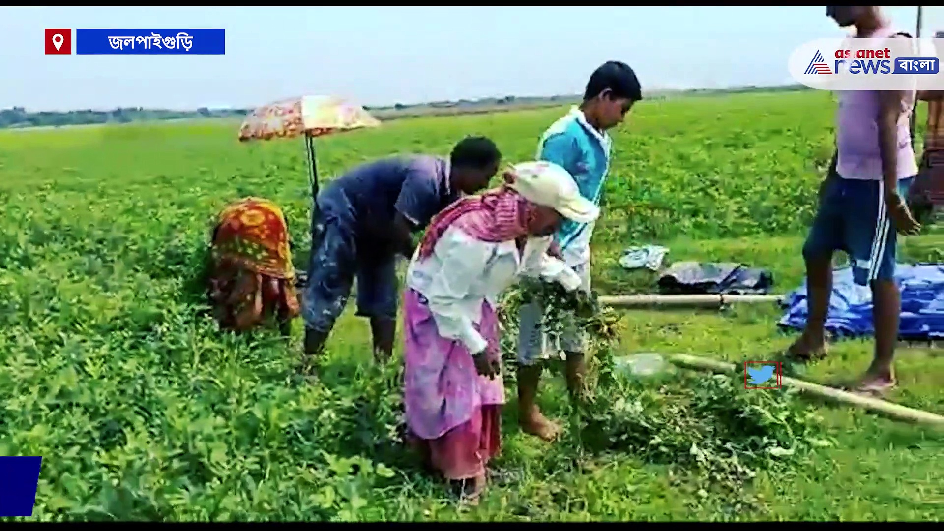 তিস্তার চরে বাদাম চাষ করে এবছর খুশি চাষিরা