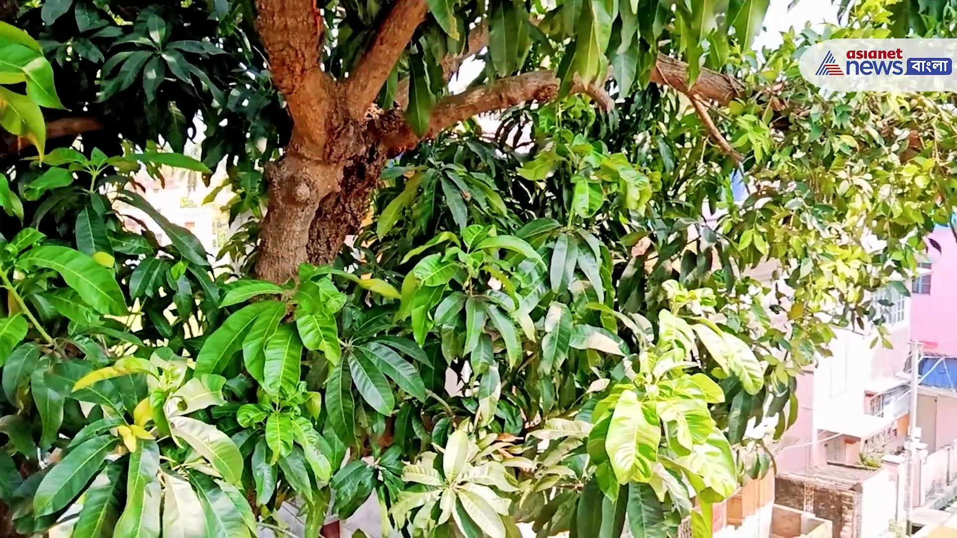 শুধু আম নয় আমের পাতা থেকেও প্রচুর আয় সম্ভব