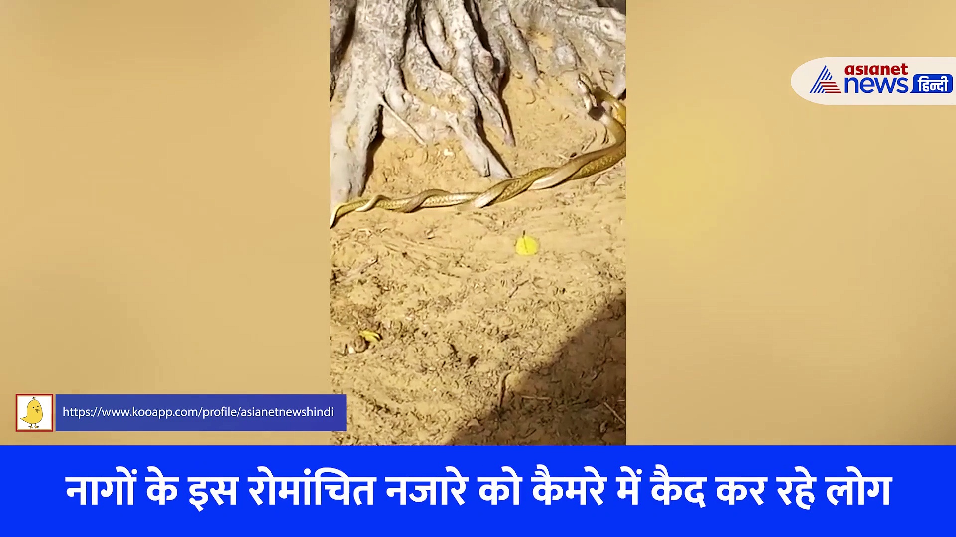  नाग नागिन के रोमांस से गांव में रोमांच, कभी कर रहे अटखेलियां तो कभी आलिंगन...Video हुआ वायरल 