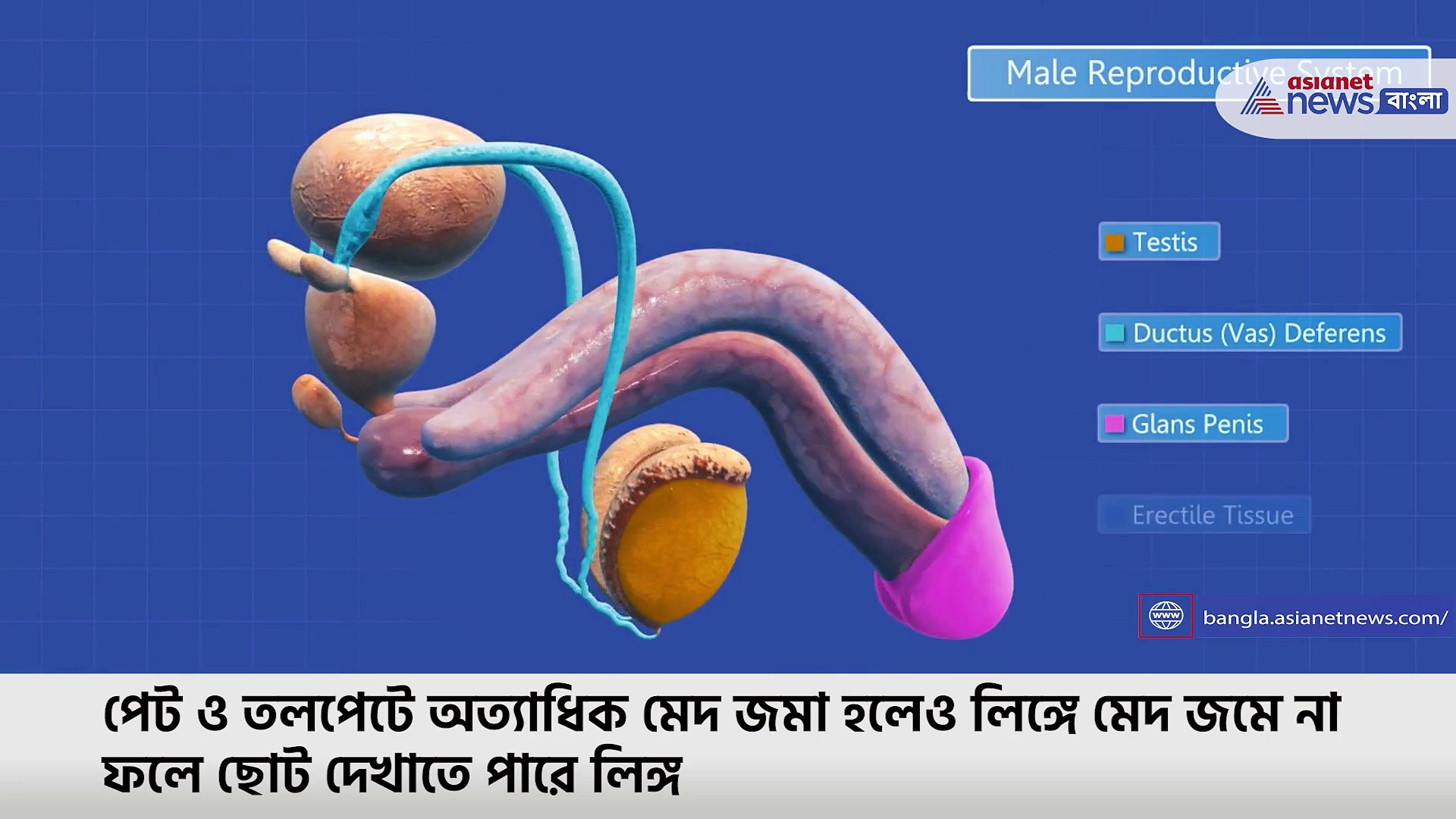 ৪০ বছর পেরলেই কি কমতে থাকে পুরুষাঙ্গের দৈর্ঘ্য? কী বলছে বিজ্ঞান