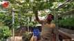 Belajar Budidaya Anggur Impor di Batang