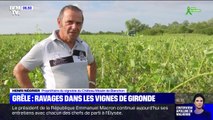 En Gironde, les grêlons de la taille de balles de golf ont ravagé les vignes