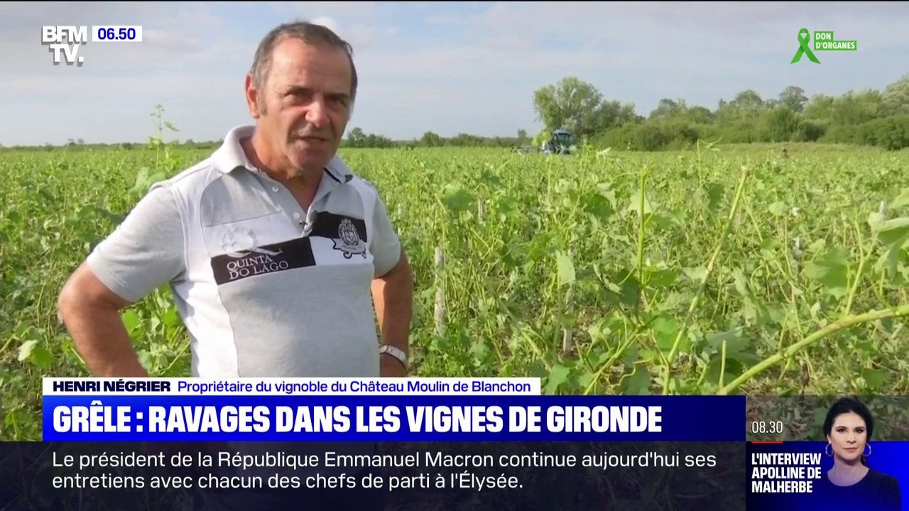 En Gironde, les grêlons de la taille de balles de golf ont ravagé les vignes