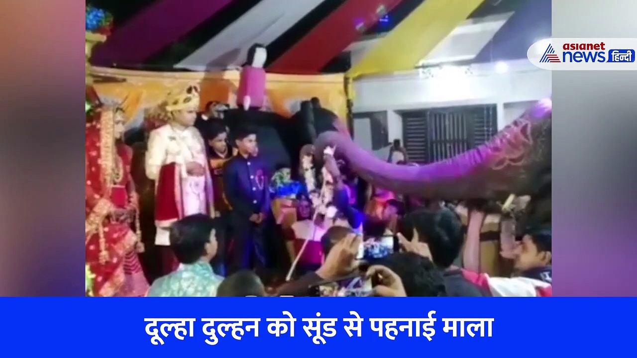 शादी में पहुंचे गजराज, दुल्हन को पहना दी वरमाला फिर दिया आशीर्वाद... नजारा आपको भी हैरान कर देगा