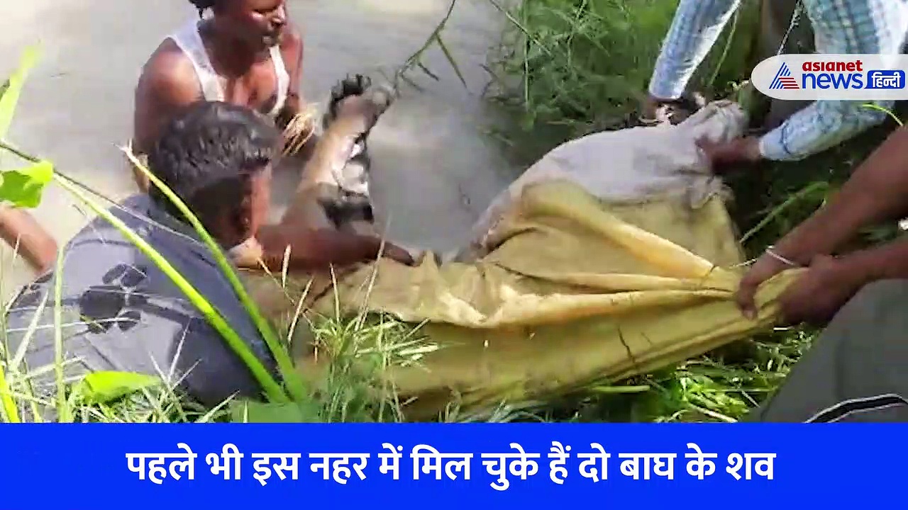 जंगल से सटी नहर में बह रही थी बाघिन, शरीर पर चोट के निशान देखकर हैरत में पड़े लोग