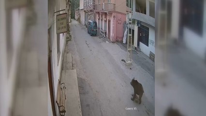 Karşısına çıkan ayıyı bağırarak korkutup kaçırdı