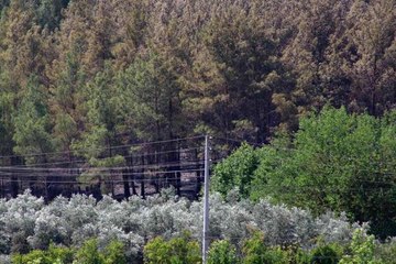 Son dakika yerel: Seydikemer'deki orman yangını söndürüldü