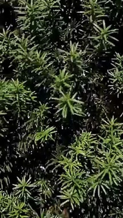 suara alam yang menenangkan menciptakan suasana damai