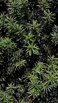 suara alam yang menenangkan menciptakan suasana damai