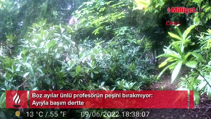 Boz ayılar ünlü profesörün peşini bırakmıyor