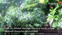 Prof. Dr. Mikdat Kadıoğlu kamera kurdu, evine dadanan bozayıları görüntüledi