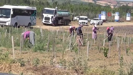 Kent ekonomisine büyük katkı: Tohumdan ağaca kadar her şeyi belediye üretiyor