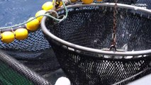 La lotta impari delle Seychelles contro la pesca illegale