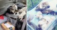 États-Unis : il sauve 13 chatons abandonnés et devient un héros sur les réseaux sociaux