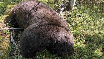 Vurduğu ayının yanına giden 62 yaşındaki avcı hayatının hatasını yaptı