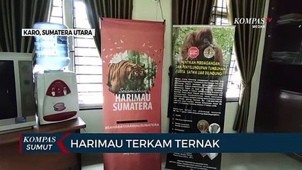 Ternak Dimangsa Hewan Buas, BBKSDA Pasang Kamera Trap