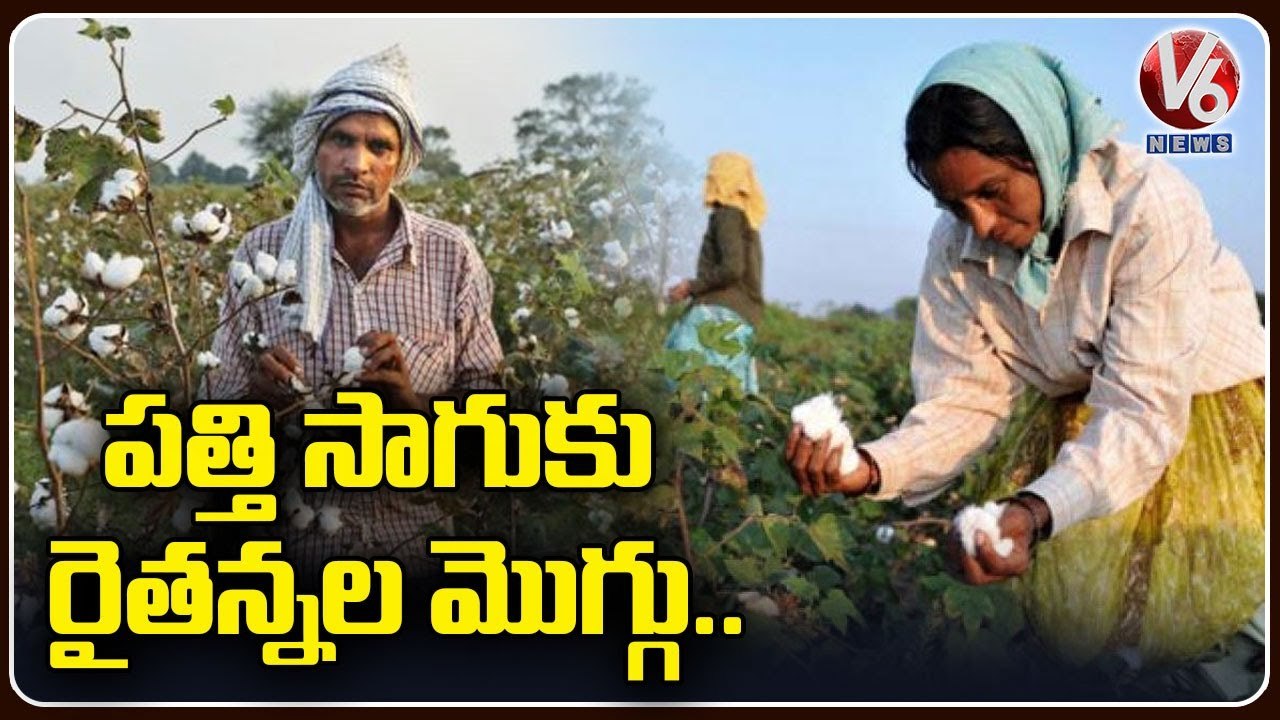 Warangal Farmers Shows Interest On Cotton Cultivation This Year _ V6 News