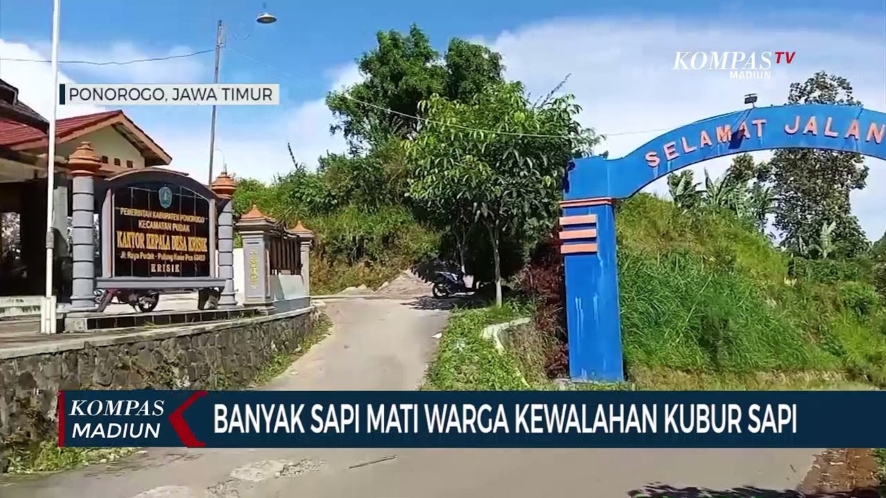 Banyak Sapi Mati Warga Kewalahan Kubur Sapi