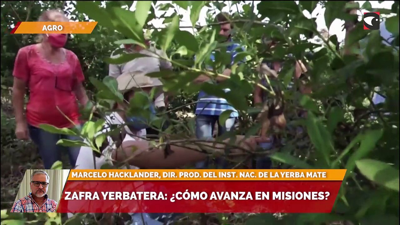 Zafra yerbatera ¿Cómo avanza en Misiones?