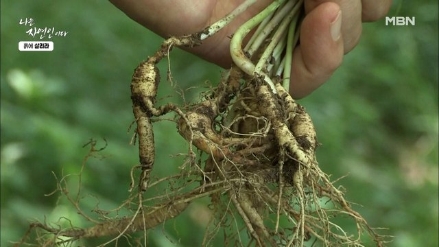 심봤다~ 땅만 캐면 삼이 나온다?! 윤택 주려고 산삼 한 아름 캐는 자연인?