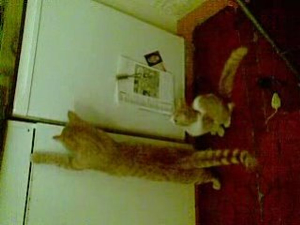 un chat intellignet