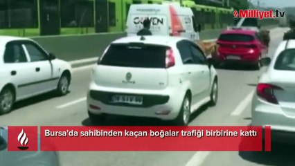 Bursa'da kaçan boğalar trafiği kilitledi